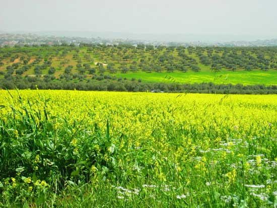 طقس معتدل الخميس والجمعة وحار نسبيا السبت