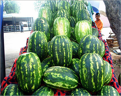الامانة تزيل معرشات البطيخ غير المرخصة قانونيا