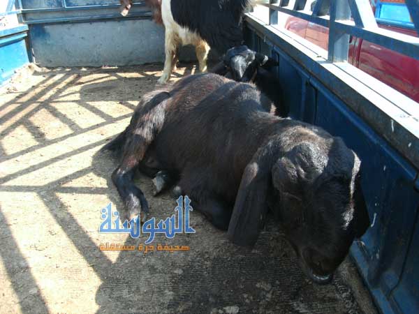  الرمثا :  عنزة بـ 1500 دينار !