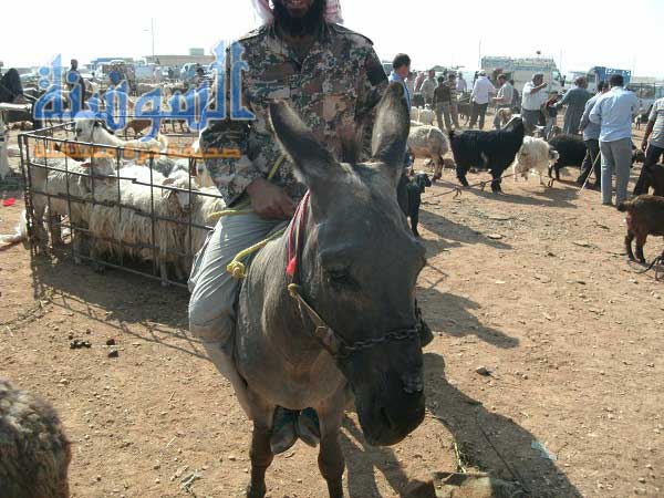  الاردن : اقبال على شراء الحمير بعد رفع أسعار البنزين