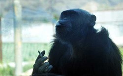شامبانزي مدمن للتدخين في الصين