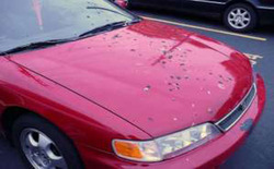الطيور تستهدف السيارات الحمراء لإلقاء فضلاتها
