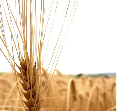  الأردن يشتري 100 ألف طن من القمح 