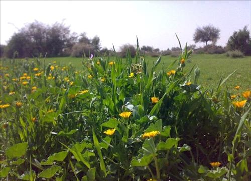انخفاض الحرارة الجمعة والسبت