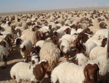 السفارة السعودية تعتمد مسالخ الأمانة لفحص الأضاحي بالحج