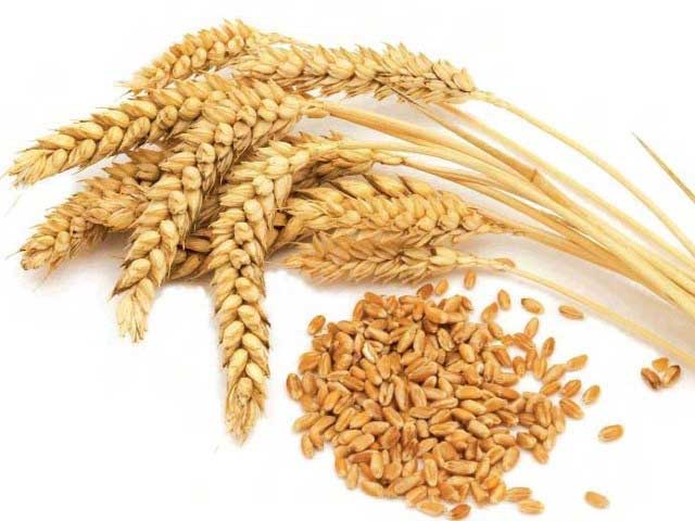 مصر تشتري 400 ألف طن من القمح 