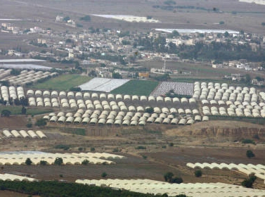الرياح القوية تلحق اضرارا بمزارع غور الصافي 