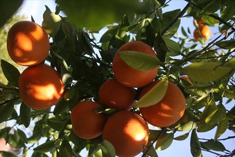 مزارعو الاغوار يغلقون طريق عمان بالحمضيات