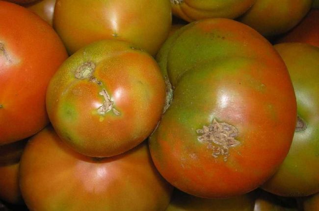 انتشار حفارة البندورة في الأغوار الجنوبية 
