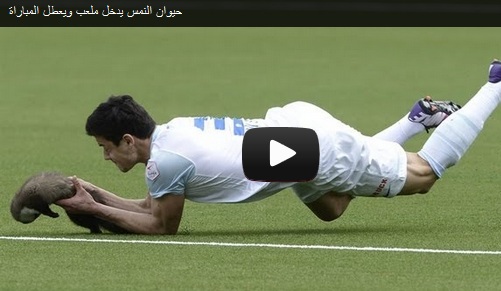 حيوان يعض لاعباً في مباراة كرة قدم - فيديو
