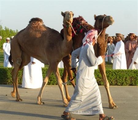 بيع النوق العمانية يحقق ملايين الدولارات
