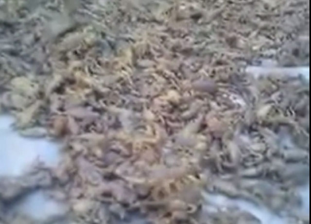 فيديو  .. يظهر كيفية قتل اللاجئين السوريين بالعقارب 