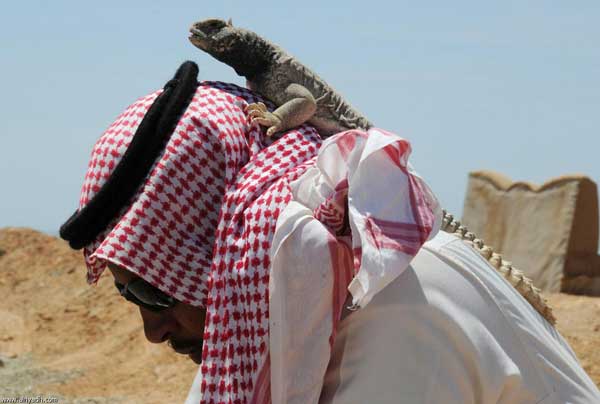 السعوديون يأكلون الضب - صور 