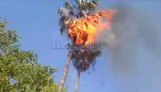 شاهد حريق يلتهم اقدم نخلة في الاردنية