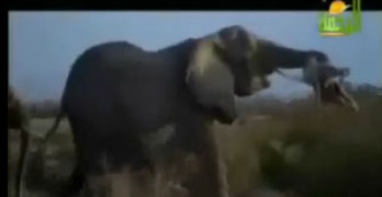 فيديو مؤثر لموت عائلة من الفيلة !!