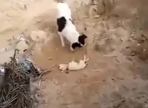 فيديو  ..  كلب يدفن صغيره بعد موته