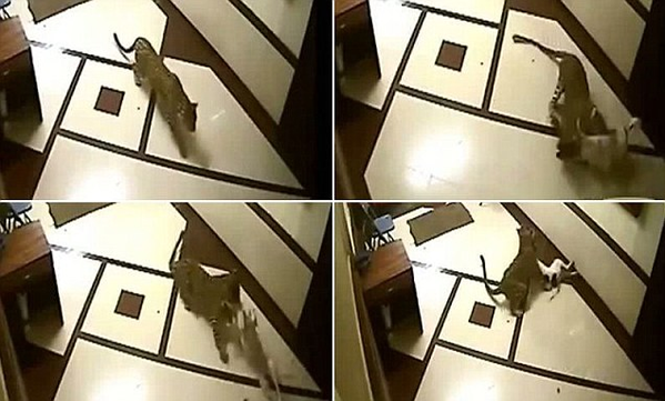 فيديو مرعب ..  فهد هندي يقتل كلباً منزلياً