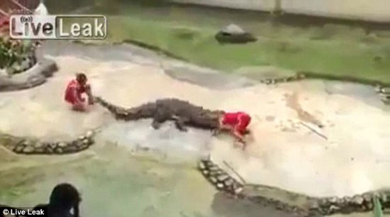 بالفيديو  ..  تمساح يقبض على رأس مغامر 