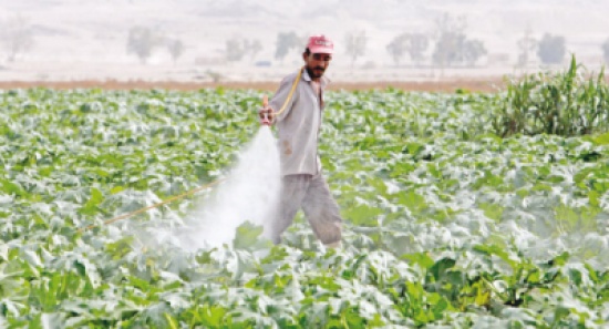 100 مليون الخسائر الزراعية في الأردن
