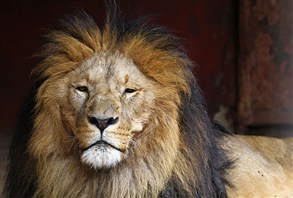 أسد يقتل أحد حراسه في حديقة حيوانات