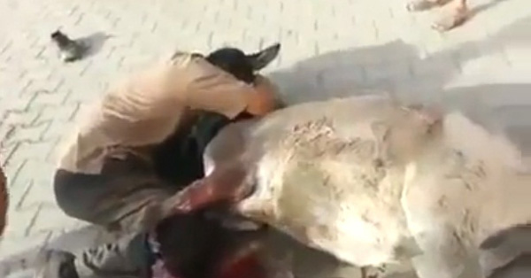 عراقي يبكي على حماره قتل بالانفجار .. فيديو