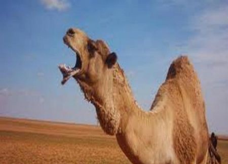 جمل هائج يطارد جنوداً أمريكيين  ..  فيديو
