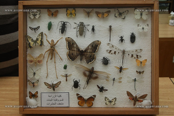 متحف الحشرات في الأردنية   ..  حافظـة حـقيقية للمجموعة الحشرية في الأردن