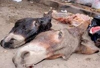 جزار مصري يبيع حميرا وخنازير مريضة على أنها لحم بقري