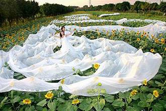 لبنان يستعد لدخول غينيس بأطول طرحة عروس في العالم