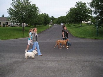 قيادة كلب تحتاج إلى رخصة