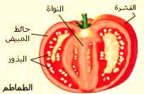 البندورة تكافح حروق الشمس وتجاعيد البشرة