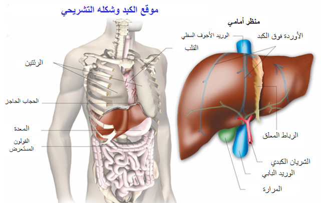 الصحة العالمية : اعتنِ بكبدك  .. 