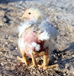 صوص دجاج باربعة ارجل ومخرجين في مزرعة ببلدة مرو