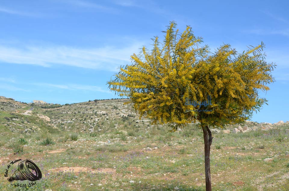 سحر الطبيعة الاردنية