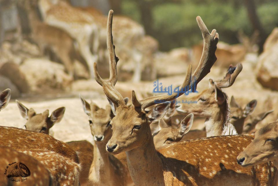 محمية الغزلان في عجلون