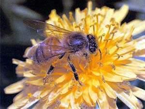 لسعة النحل  ..  علاج لتصلب صفائح الدم