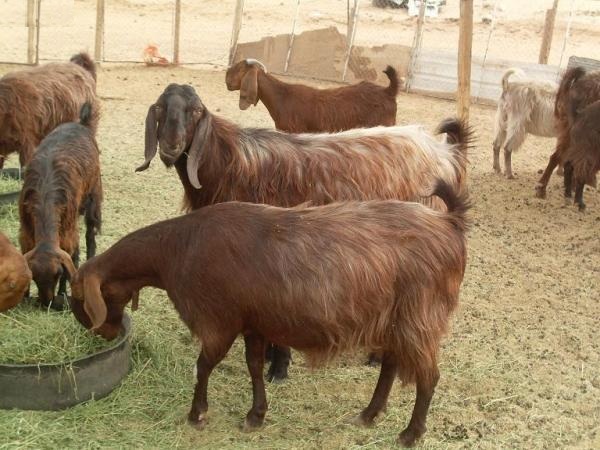 زراعة الرمثا تنفذ 85 % من مشروع الامن الغذائي 