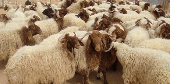 الاردن يصدر 380 الف خروف للخليج