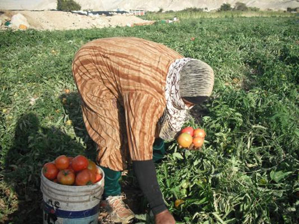 انخفاض اسعار المنتجين الزراعيين لشهر تموز الماضي