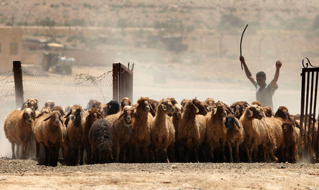 150 ديناراًَ  ..  السعر المتوقع للاضحية المستوردة