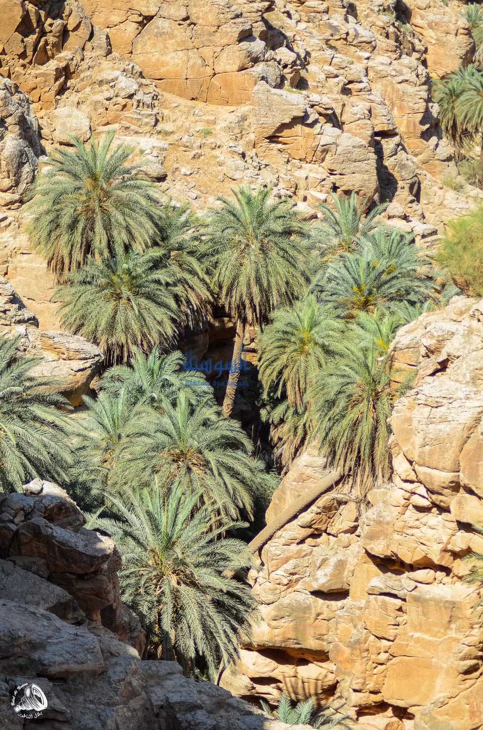 البلح ينتشر بكثرة في اودية البحر الميت