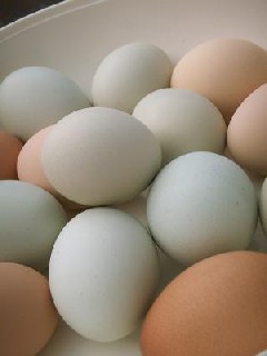 أكل البيض يوميا قد يسبب السكري
