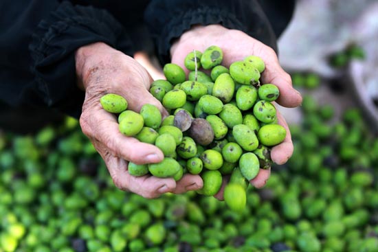 مواطنون في عجلون يستثمرون عطلة العيد بقطف الزيتون