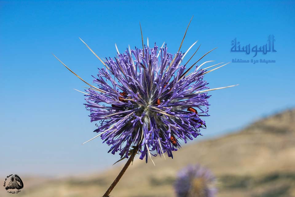 زهرة ملونة تتغذى عليها حشرات ملونة
