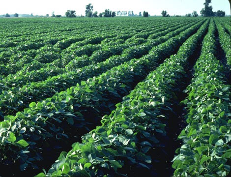 793 مليون دينار صادرات الاردن الزراعية