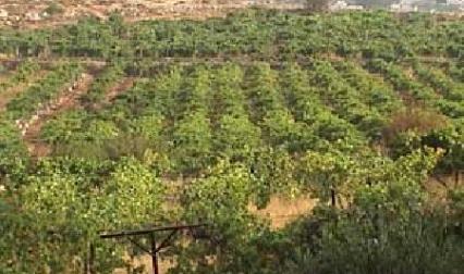 950 الف دينار قروض مزارعي المزار الجنوبي 