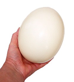 بيضة ضخمة تقتل دجاجة