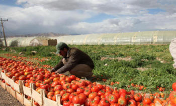  15 % نسبة زيادة صادرات الاردن الزراعية