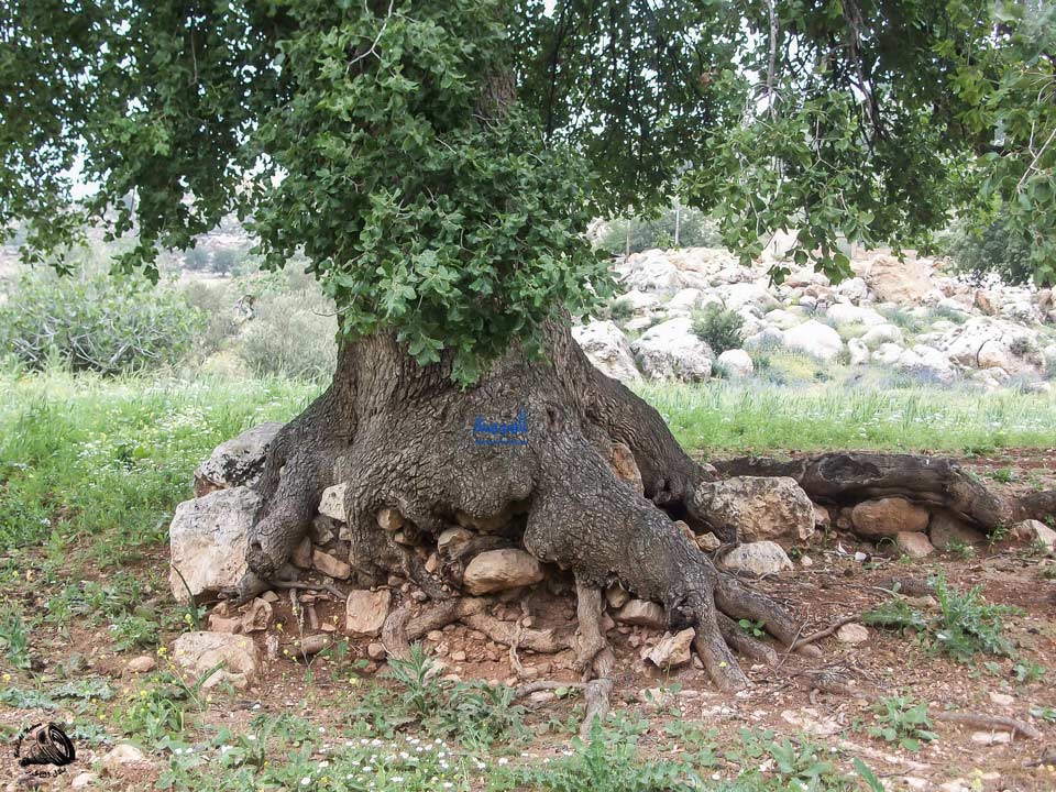جذور البلوط المعمر