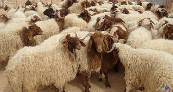 تصدير 30 ألف خاروف للخليج